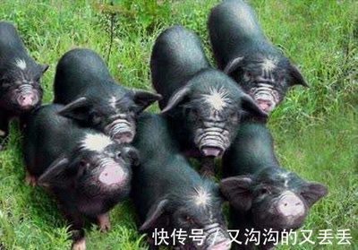 創業者，你不是一個人在戰斗——安徽宣城市人社局打出組合拳助力新農人創業家禽家畜