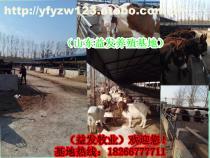 2-5月齡肉牛供應信息 嘉祥縣航宇牛羊驢養殖場專業畜牧服務