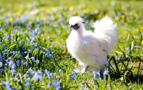 中國歷史與文化中的十大名雞盤點