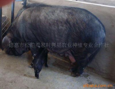 綠色養殖新篇章 育肥豬、種豬與有機黑豬的現代化供應