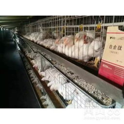 高效催肥肉雞全攻略 科學方法與安全產品選擇指南