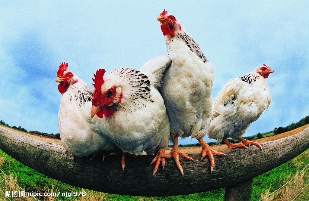 白公雞 農家院中的優雅衛士