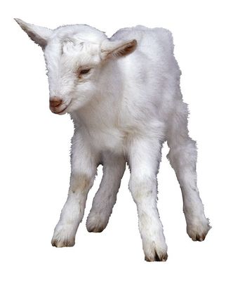 白羊與家禽家畜 田園生活的和諧共生